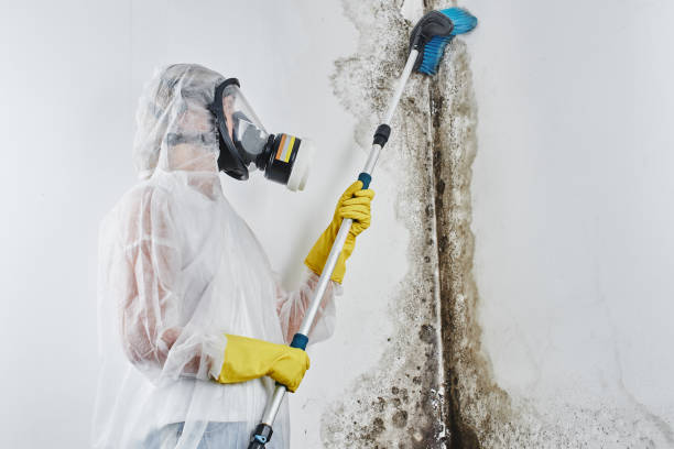 Professional Mold Remediation in Dix Hills, NY